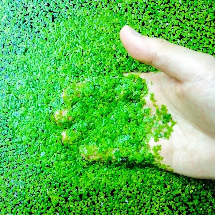 30g Duck Weed Duckweed Pond Live Aquarium Floating Plants Tropical Shrimp Fish