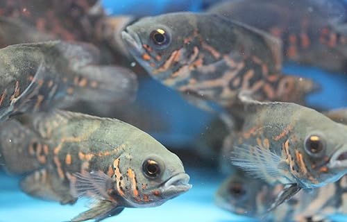 Miniatura 2 de Tigre Oscar Cíclidos de 2 pulgadas de peces tropicales vivos para tanque o acuario