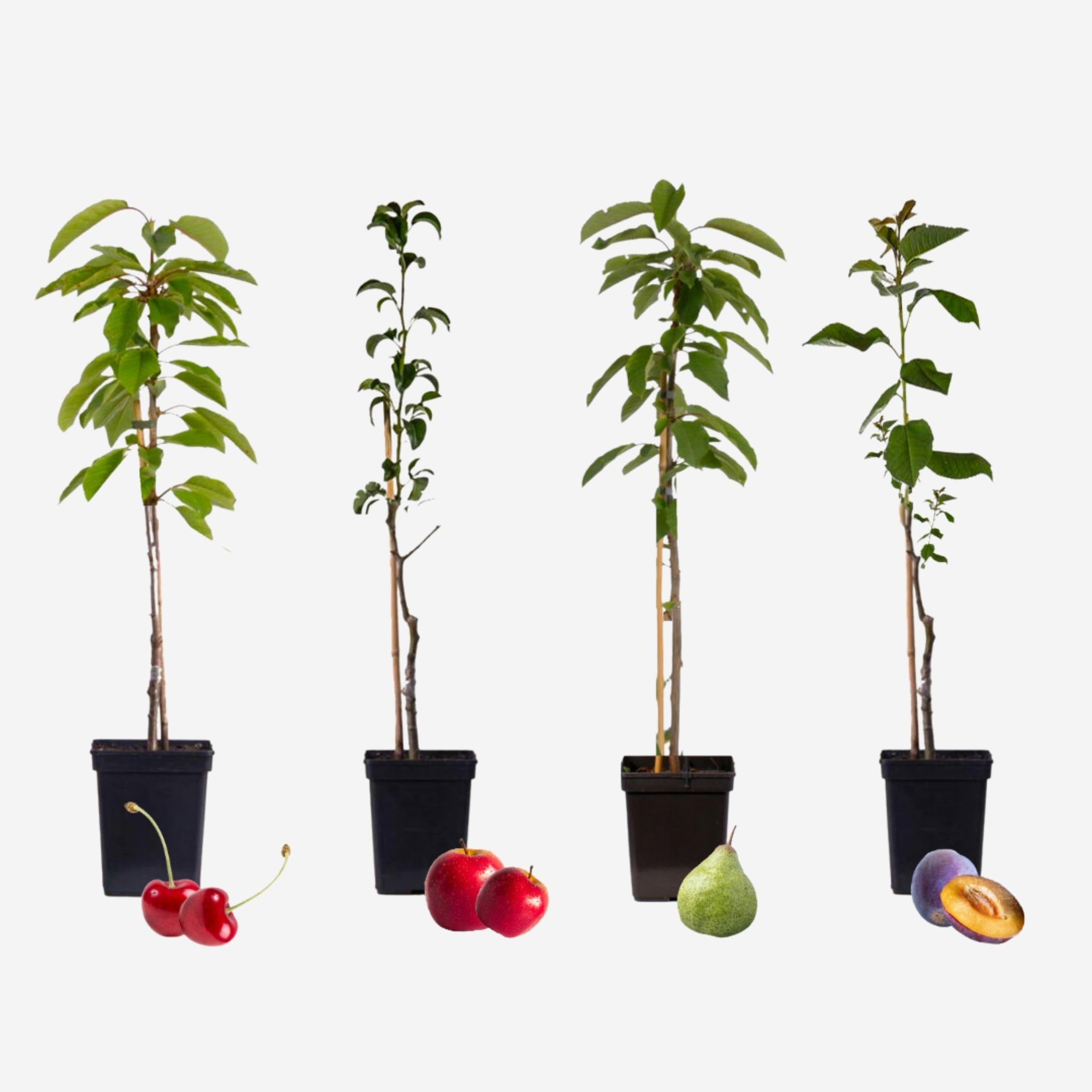 Plant in a Box - Mezcla de 4 árboles frutales columnares - Prunus - Pyrus - Malus - Maceta 9cm - Altura 60-70cm