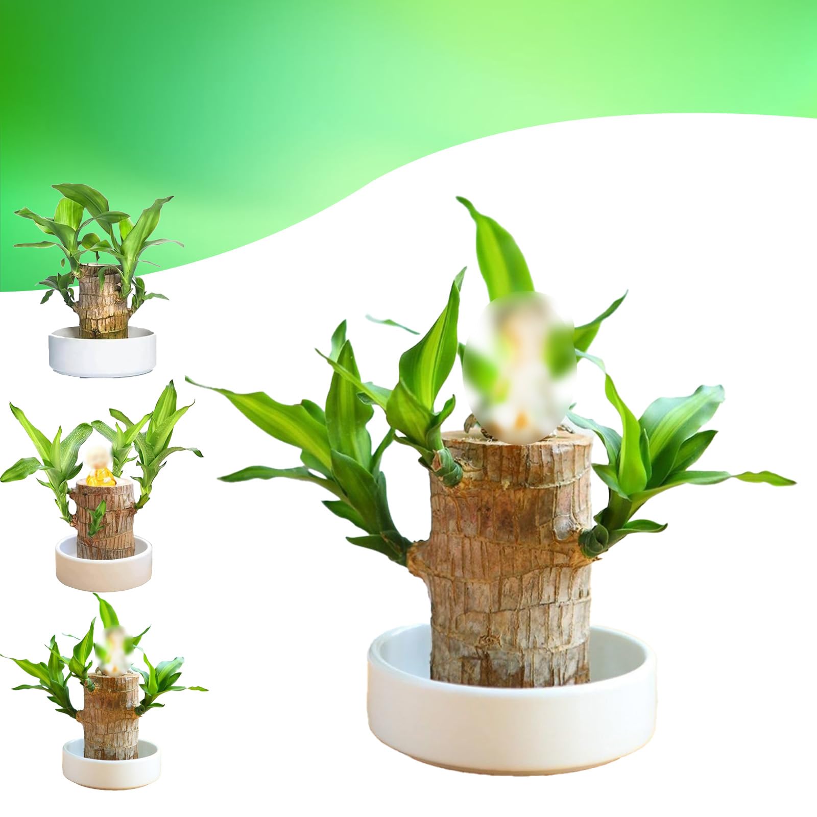 BACIOKIS Brazilian Wood,Mini Brazil Lucky Wood,Brazilian Wood Decor,Brazilian Lucky Wood Desk 2024 New Brazilian Wood,Indoor Office Desktop Plant (B)