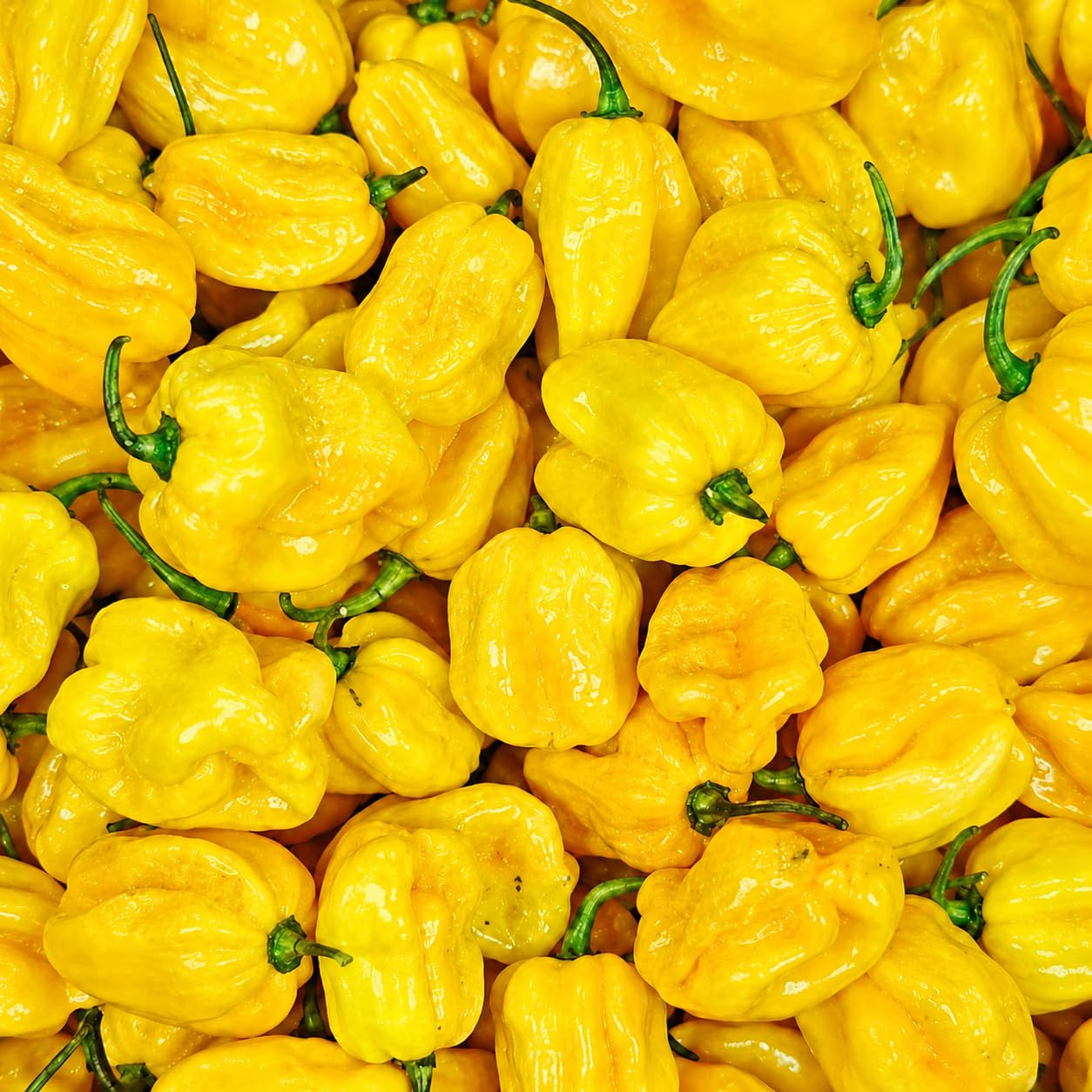 Ghee Chilli Yellow Seeds Vegetable Seeds for Home Garden Pots Grow Bags and Terrace Gardening-image-40