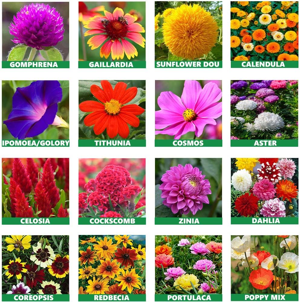 Flower Seed Combo Pack All season 15 Variety Seeds (1400 Seeds