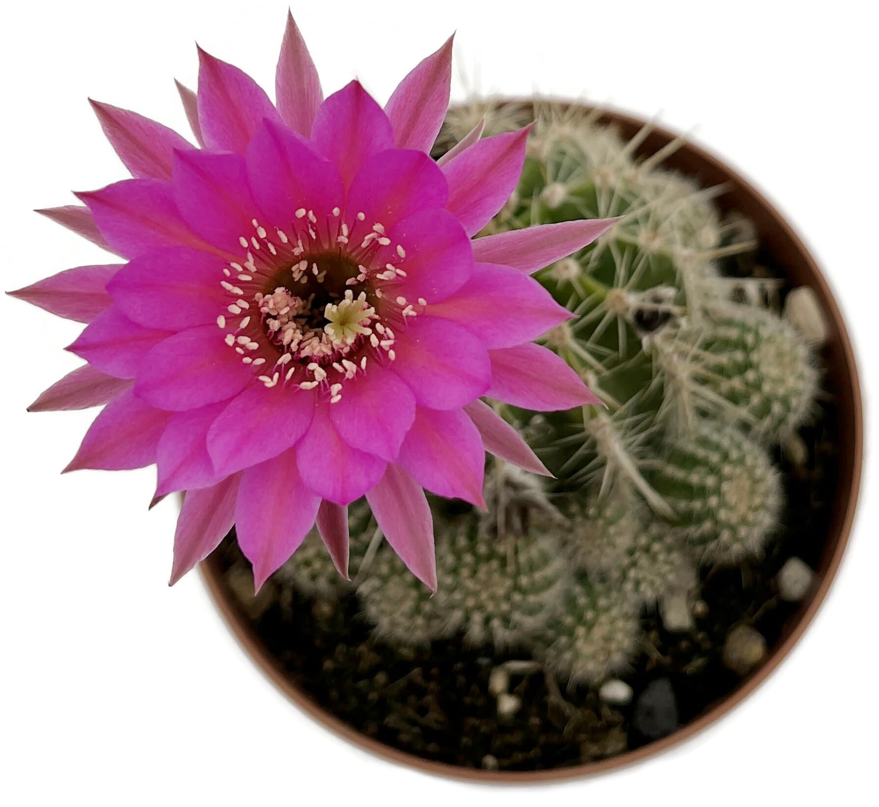 Fangblatt - Echinopsis Hybride - exotischer Kaktus mit violetten Blten -  pflegeleichte Zimmerpflanze/Sukkulente : Amazon.de: Garten