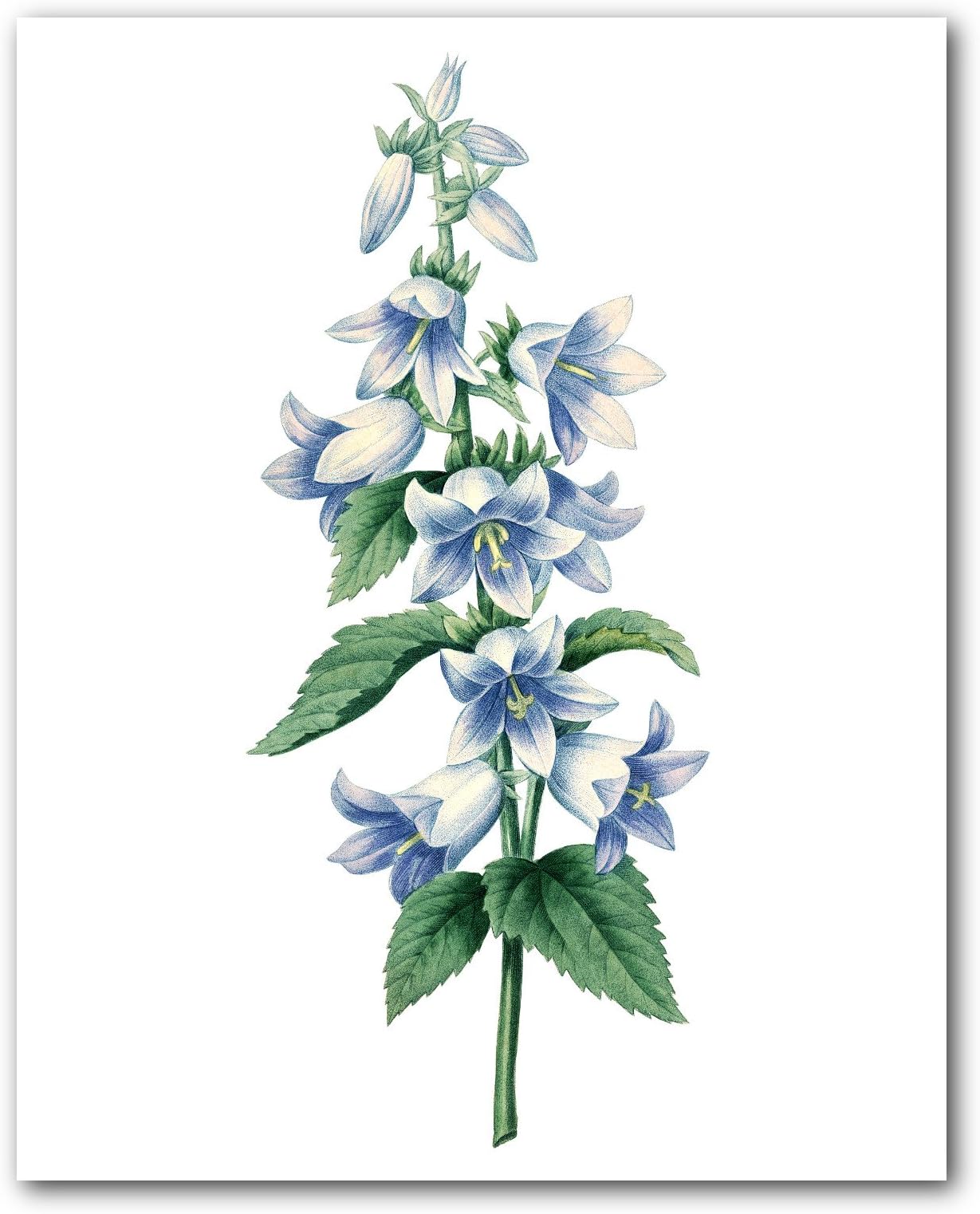 Bell Flowers Print, Botanical Blue Campanule Dentlee, 8 x 10 Inches, Unframed