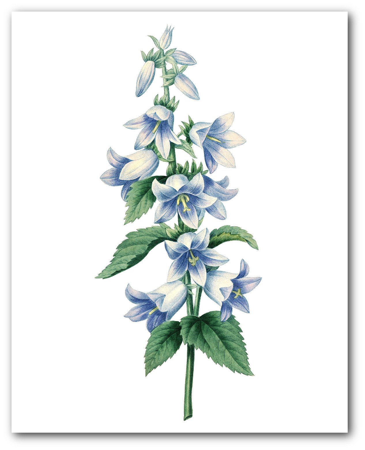 Bell Flowers Print, Botanical Blue Campanule Dentlee, 8 x 10 Inches, Unframed