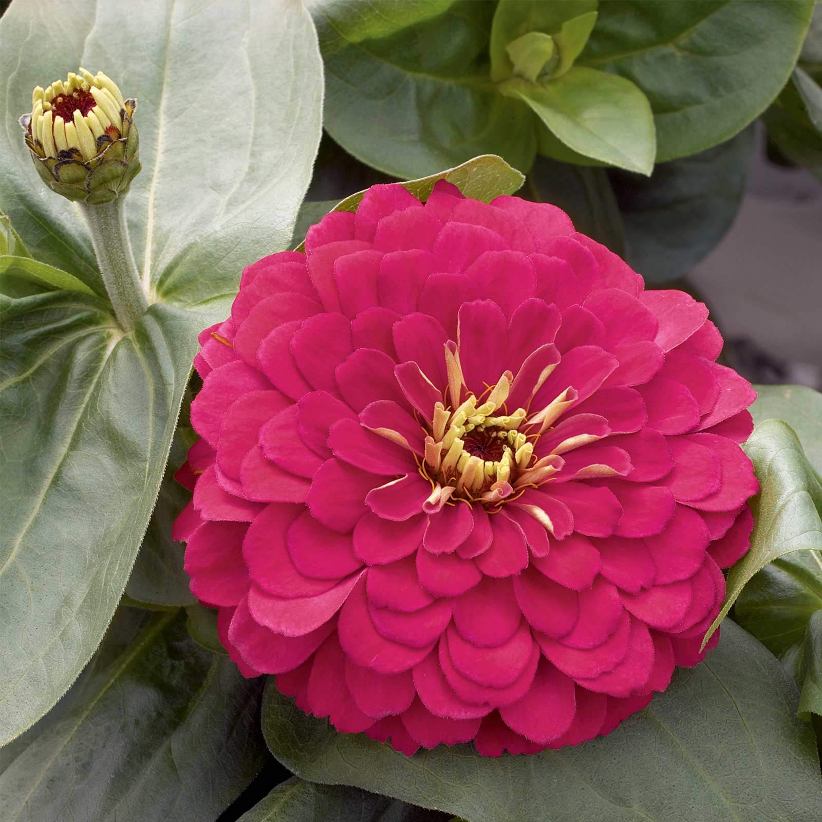 Amazon.com : Zinnia Flower Garden Seeds - Magellan Series - Cherry