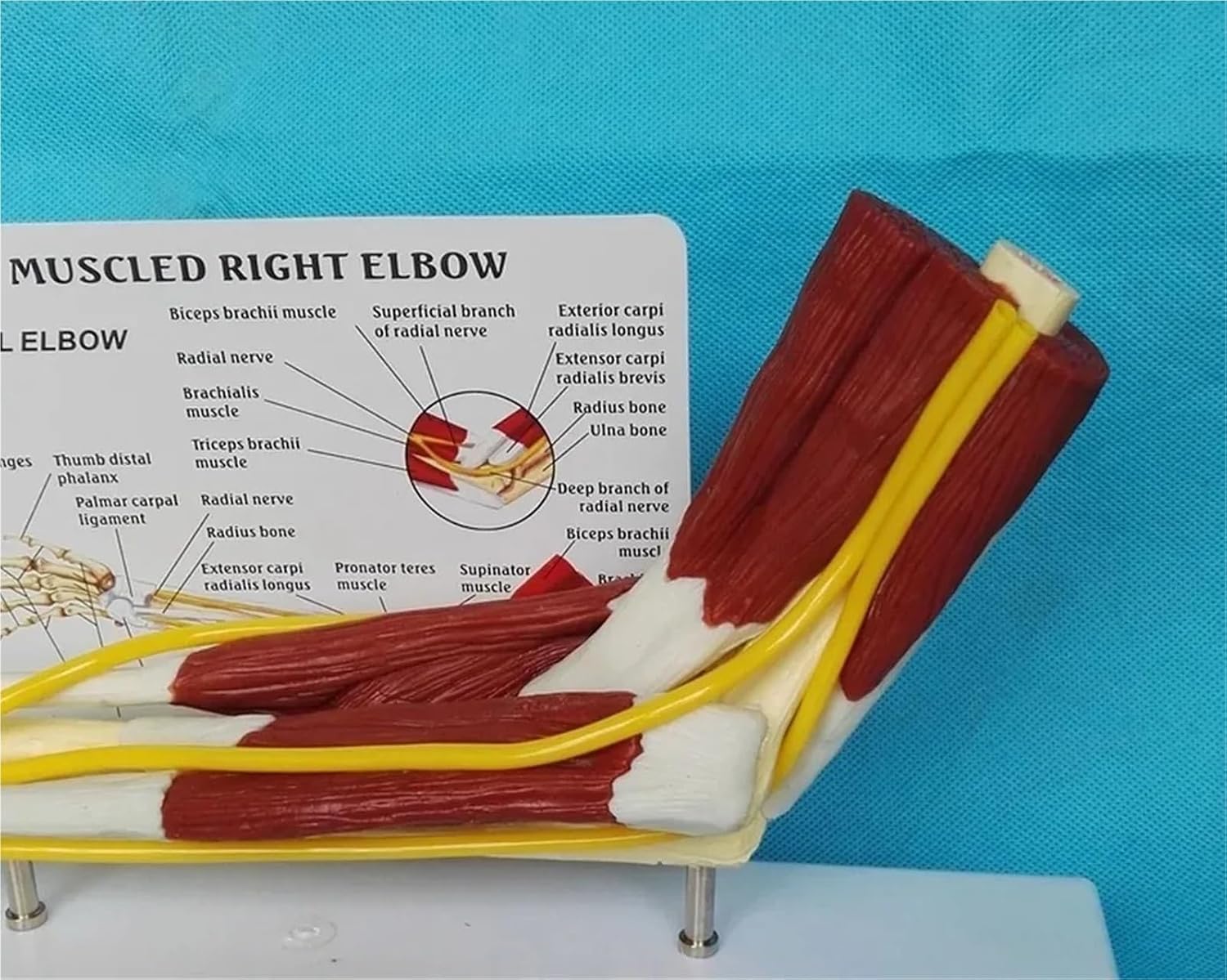 Anatomy 1:1 Human Right Elbow Adult Arm Upper Limb Muscle Hand Bone Medical Science School Teaching Supplies Skeleton