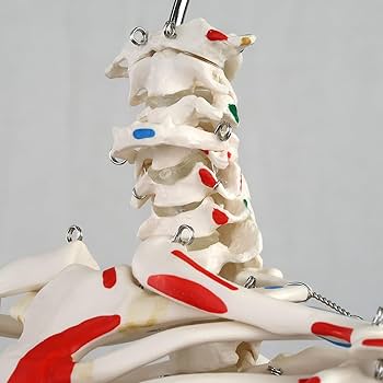 3B (ドイツ)丨人体模型 1/2縮尺型全身骨格モデル 直立型 ミニ骨格模型 ショーティー・1/2縮尺型全身骨格モデル，直立型スタンド仕様