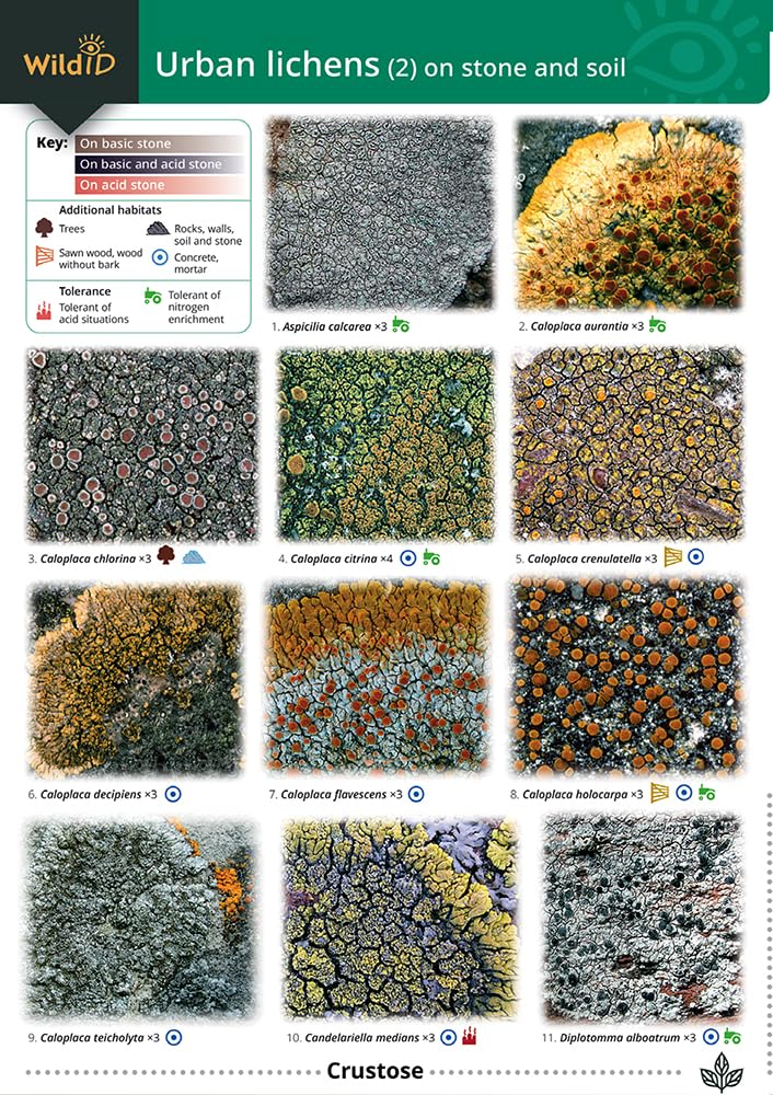 Urban Lichens (2) On Stone and Soil: Pt. 2 (WildID)