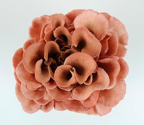 Miniatura 5 de Forest Origins Specialty Trio - Kit de cultivo de hongos ostra paquete de 3 variedades, apto para principiantes y fácil de usar, crece en 10 días,