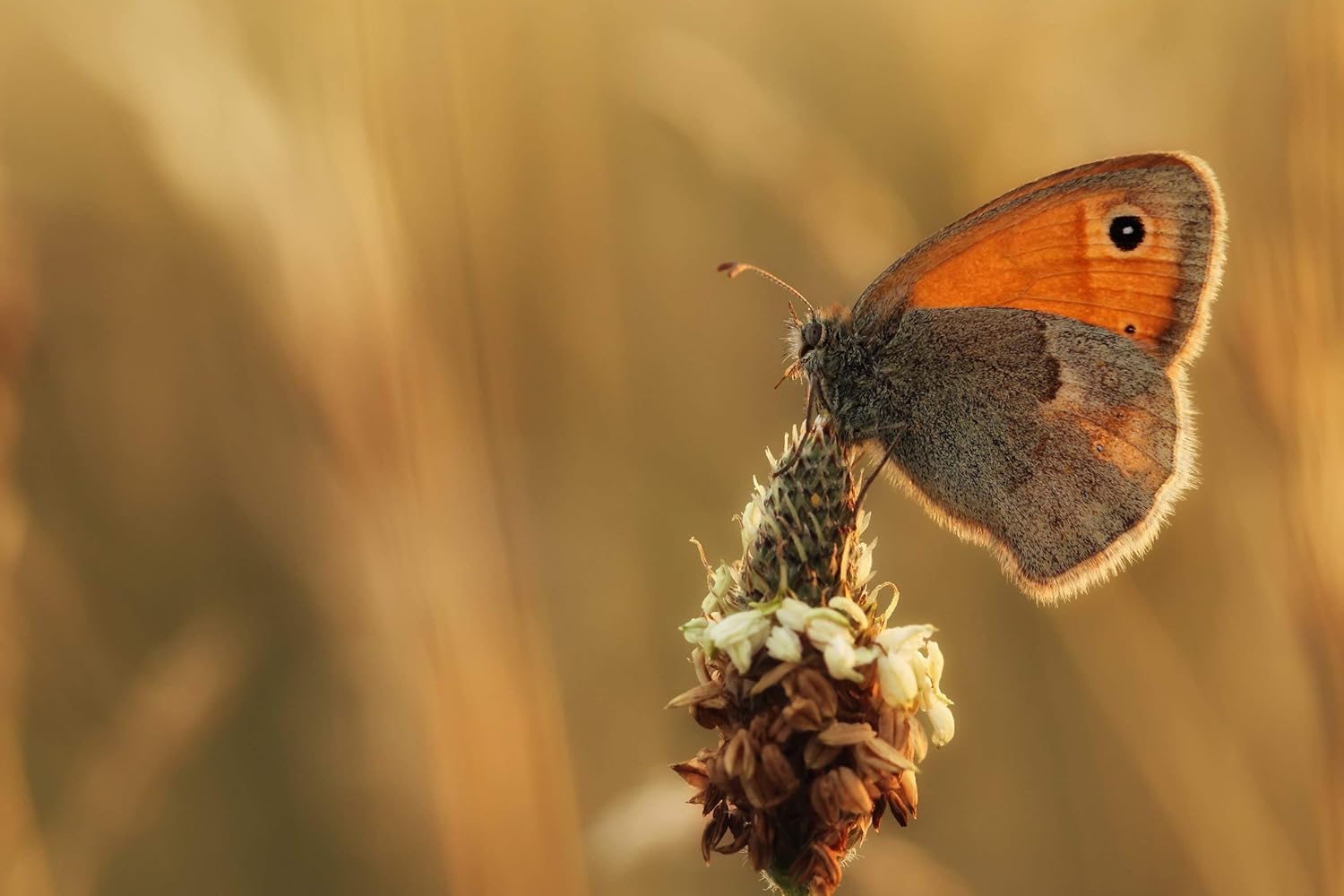 Tamron AFF004C700 SP 90MM F/2.8 DI MACRO 1:1 VC Macro Lens for Canon EF Cameras