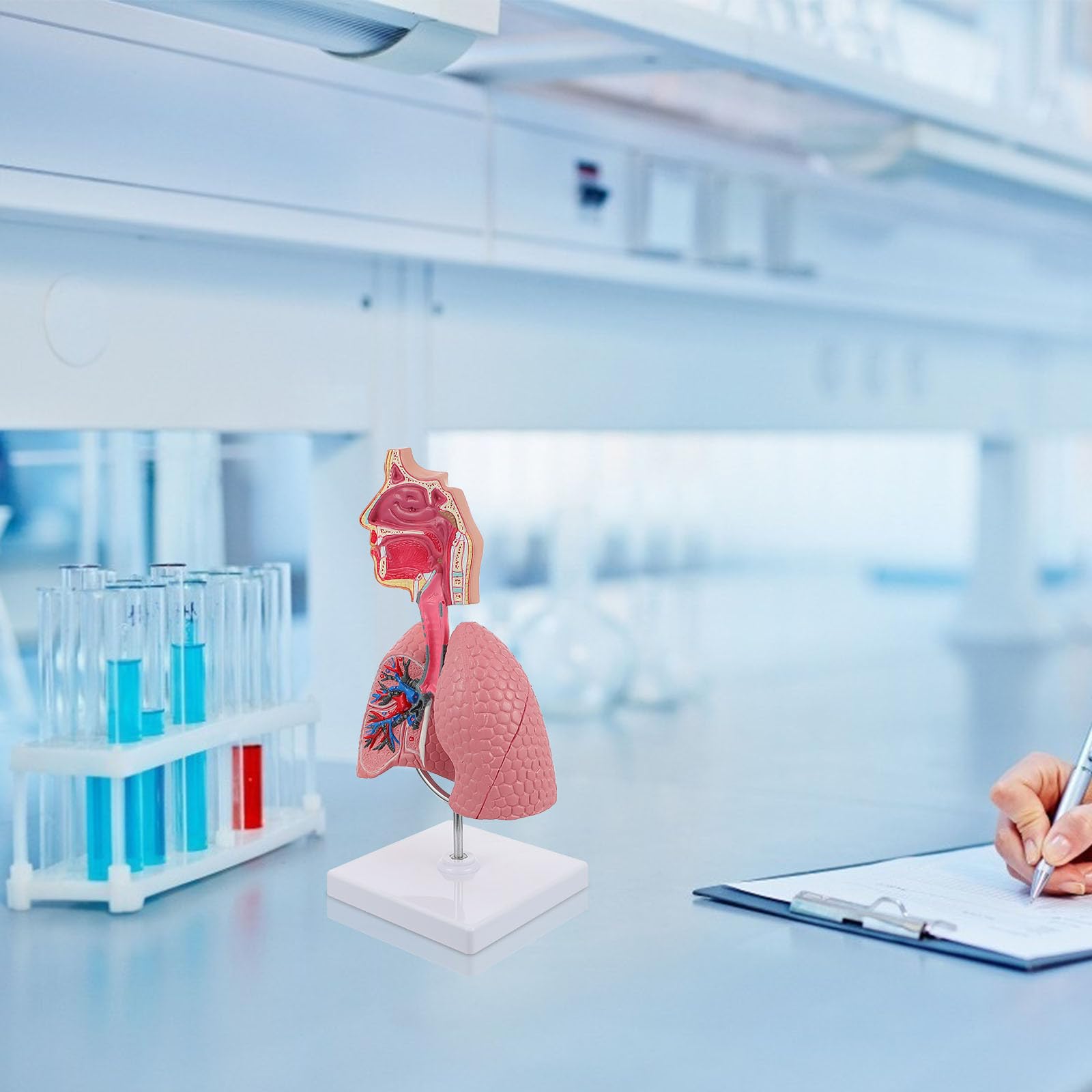 Modello Didattico di Polmone Umano in Pvc Resistente, Modello di Insegnamento Anatomico Scolastico per Fisiologia e Scienze Mediche, Strumento Educativo per Studenti e Scuole