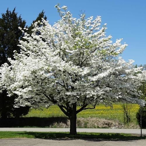 2 White Flowering Dogwood Trees - 10-18" Tall Live Plants - Ornamental Landscaping Trees - Cornus Florida - (2 Pack)
