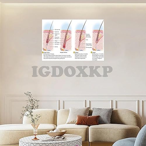 Miniatura 4 de MAXCBD Póster de diagrama de estructura capilar de folículo piloso, póster científico del ciclo de crecimiento del cabello, póster de conocimiento