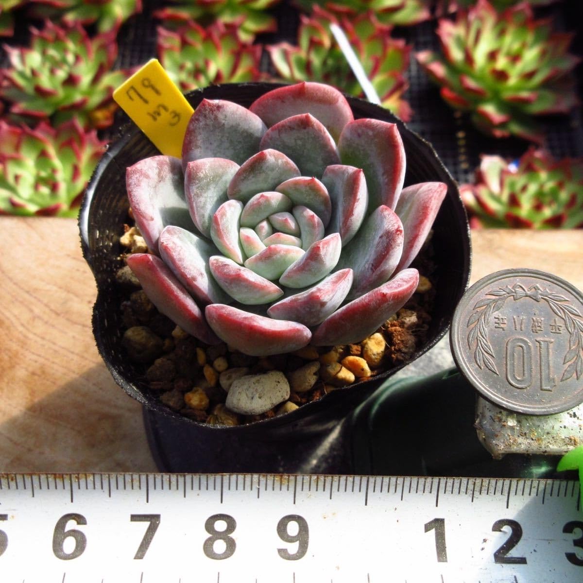 Amazon.co.jp: 多肉植物 ミルクローズ 3 超美苗 625 韓国苗 美苗 Amazon.co.jp: 多肉植物 ミルクローズ 3 超美苗 625 韓国苗 美苗
