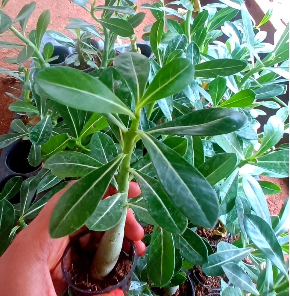 Image of Most Beautiful Fragrange Hybride inch Flower inchTree Plant Pack of 1|| For Home Garden Outdoor Live Flower Tree Plant (Red Adenium)