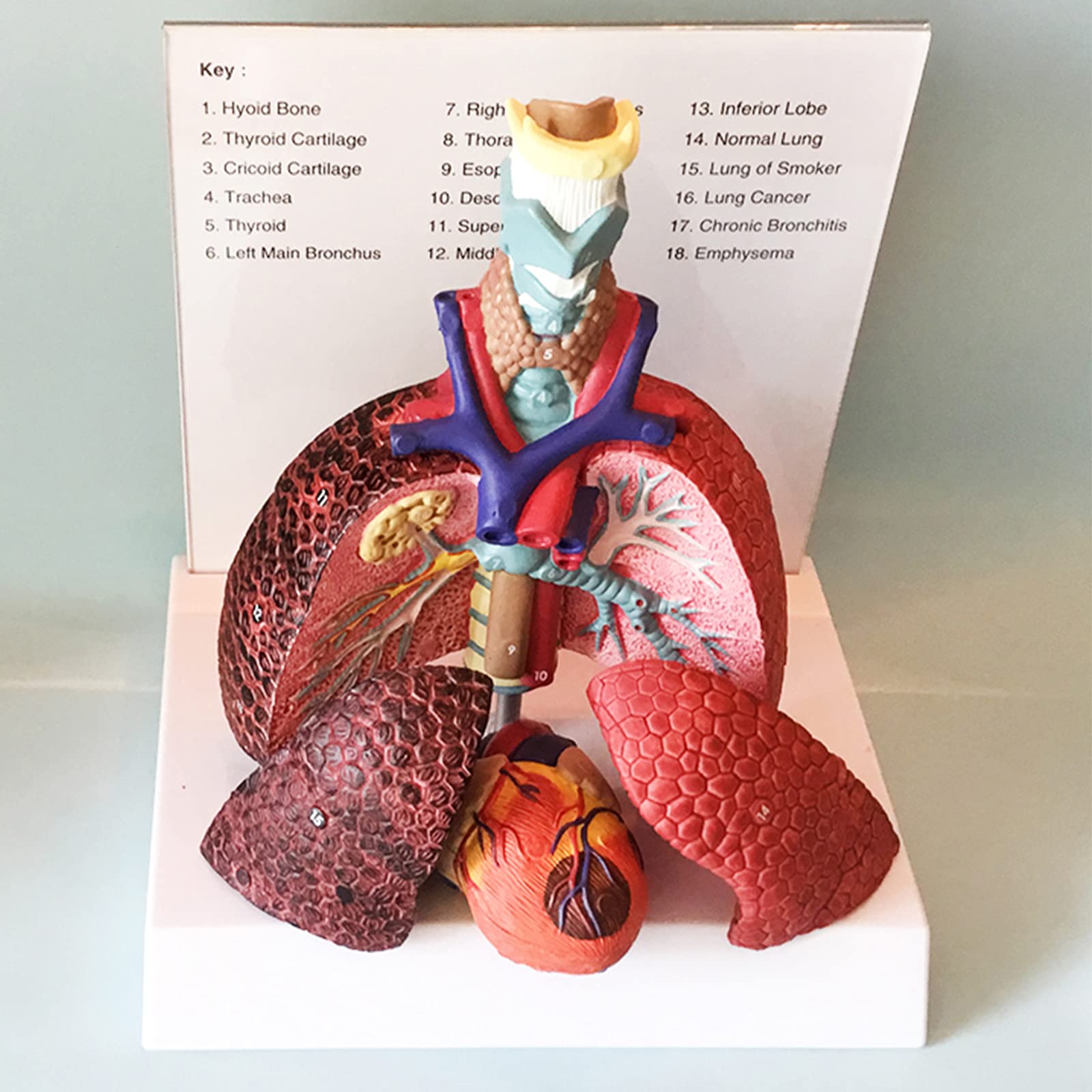 Modelos anatómicos, Modelo de laringe, corazón y pulmón, sistema respiratorio humano, modelos médicos garganta, modelo PVC, apoyo educativo
