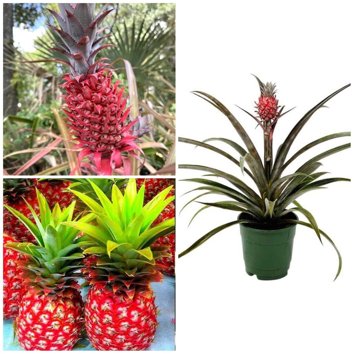 Sweet Thai Red Pineapple Plant It Is Highly Aromatic,Sweetest And Juicy || Rare Hybrid Pineappl Plant For Home Garden, CF_111-image-23