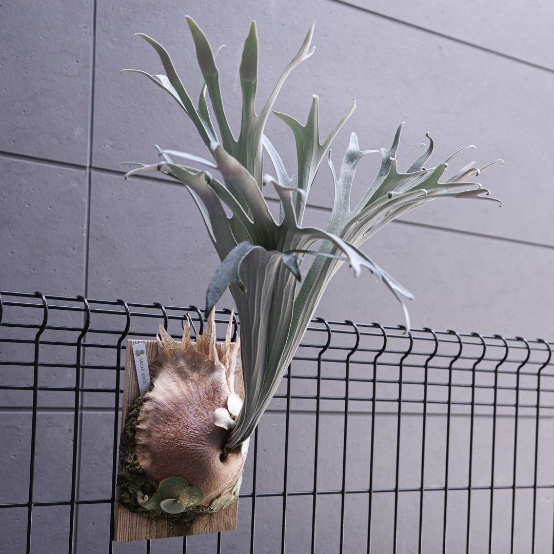 ☑︎ P.vellii ビカクシダ 美株 hillii-spore1.png?v=1782146296