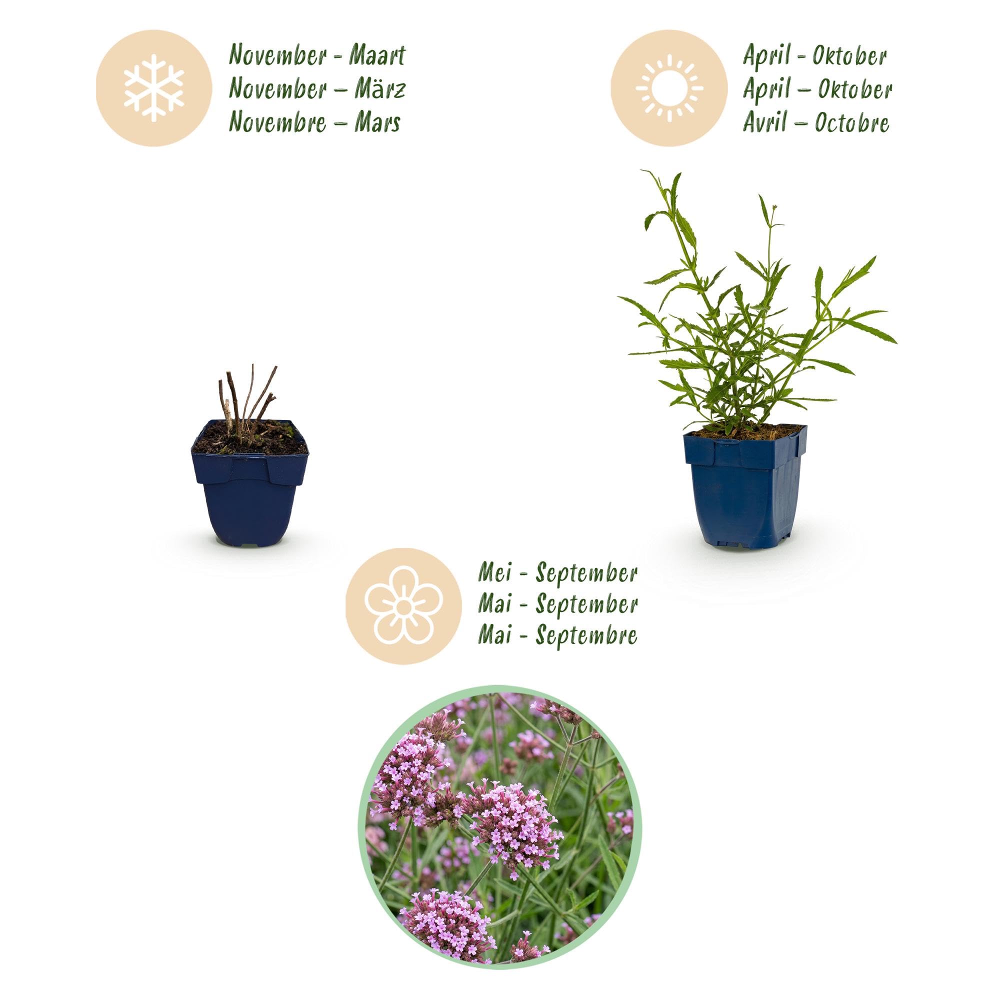 Verbena Bonariensis Lollipop, Bienenweide für Garten, Lila, 12er Set