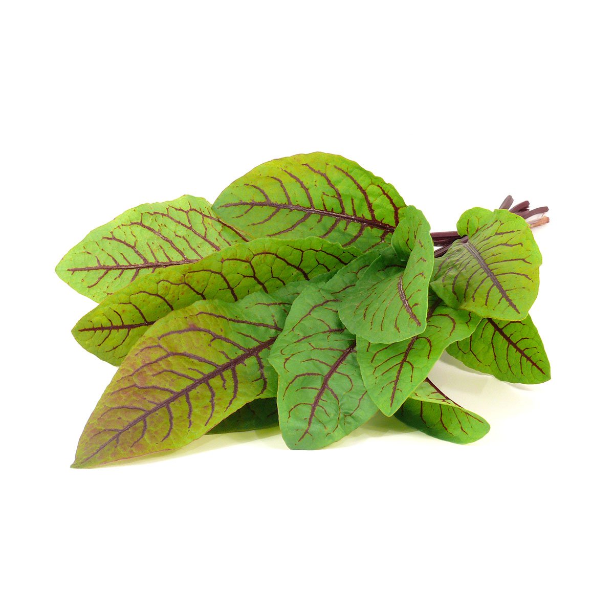 Click and GrowSmart Garden Bloody Sorrel Plant Pods, 9-Pack