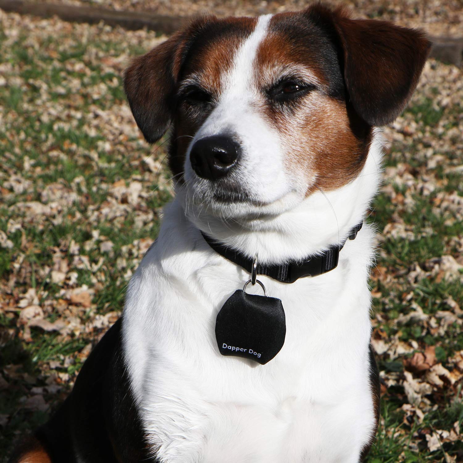 Dapper Dog - Silenciador de placa de perro con anillo de etiqueta (negro)
