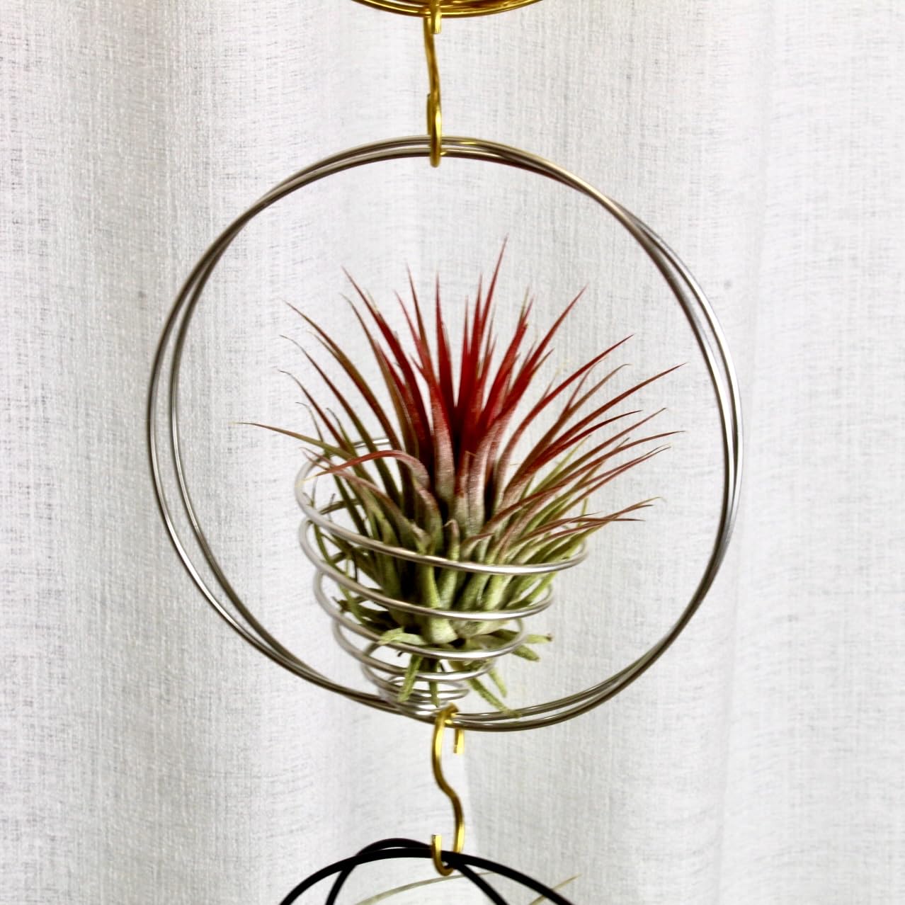 red dracaena varieties Dracaena marginata 'Red Princess' multi-cane 12" at SPROUT HOME