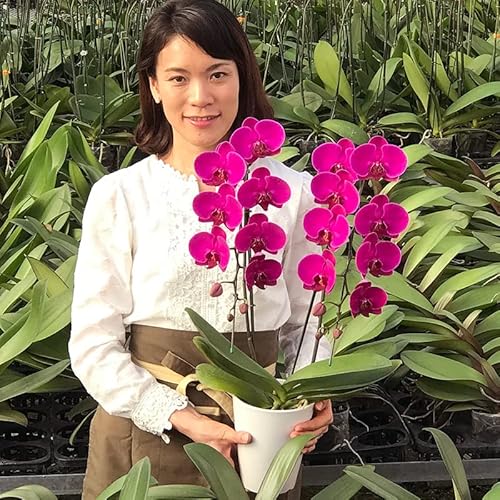 ӂݖ색 Kł~fBӒ Iׂ{[  v[g Mtg JXj a e킨j (P2{)