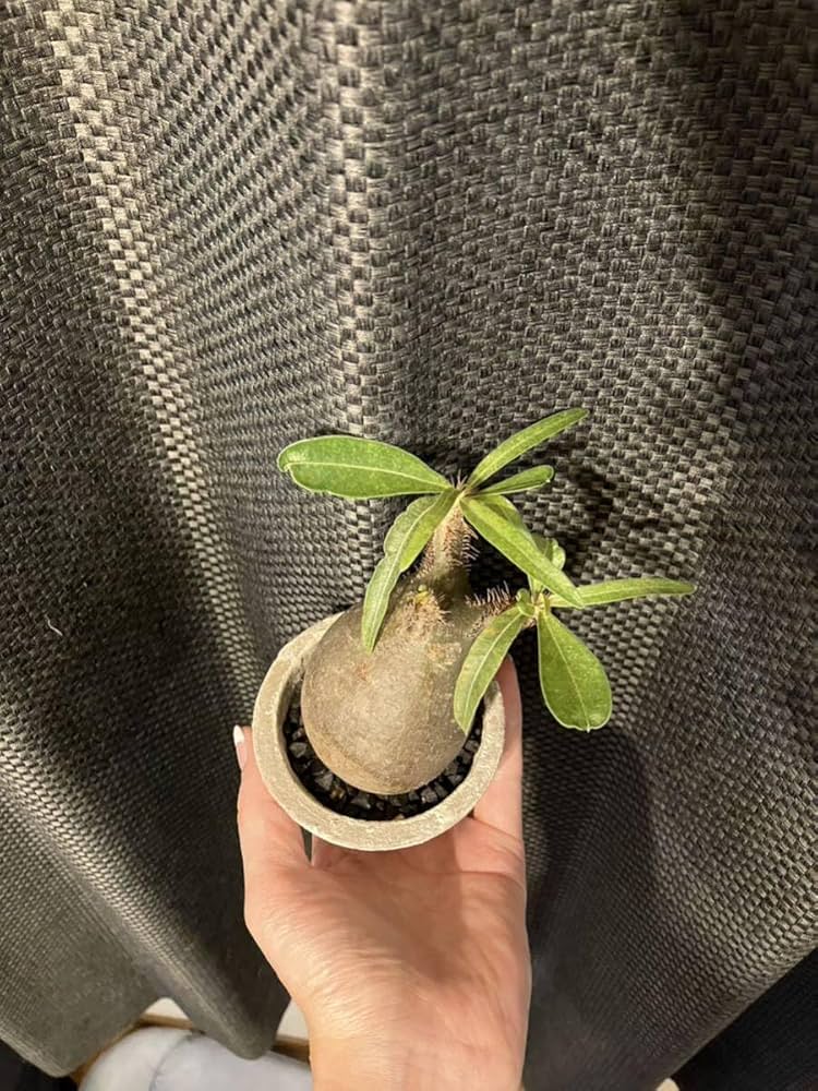 y*c様 手作植木鉢3点セット検索（塊根植物パキポディウム グラキリス アガベ パキポディウム グラキリス 中川智治 検)パキプス RAW LIFE