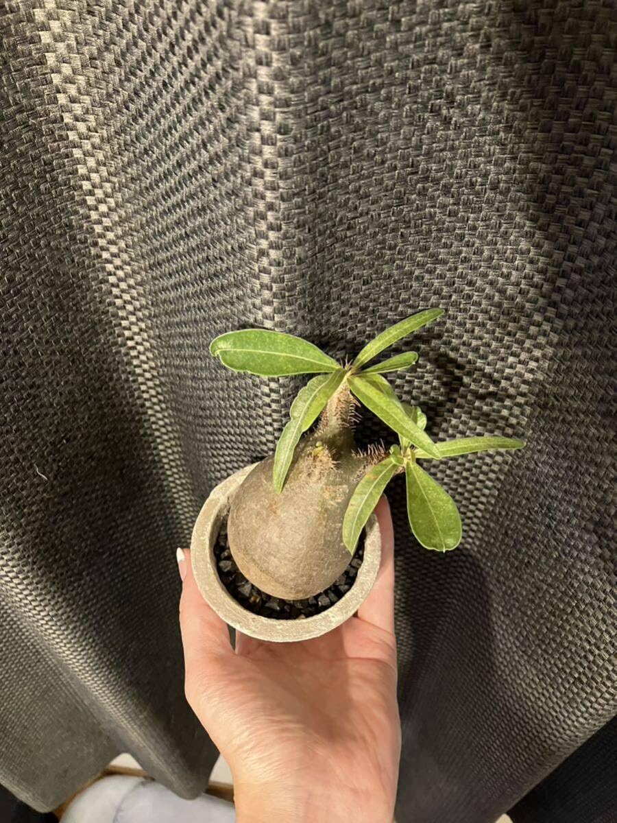 Amazon.co.jp: パキポディウムグラキリス 塊根植物 発根済 鉢付き 手