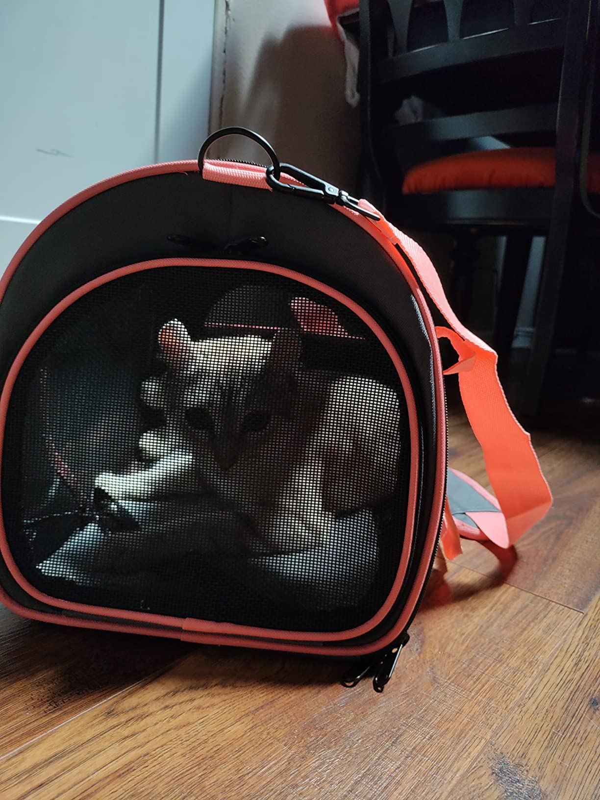 9/mo Finance Pet Carrier Airline Approved, Expandable Pet Carrier