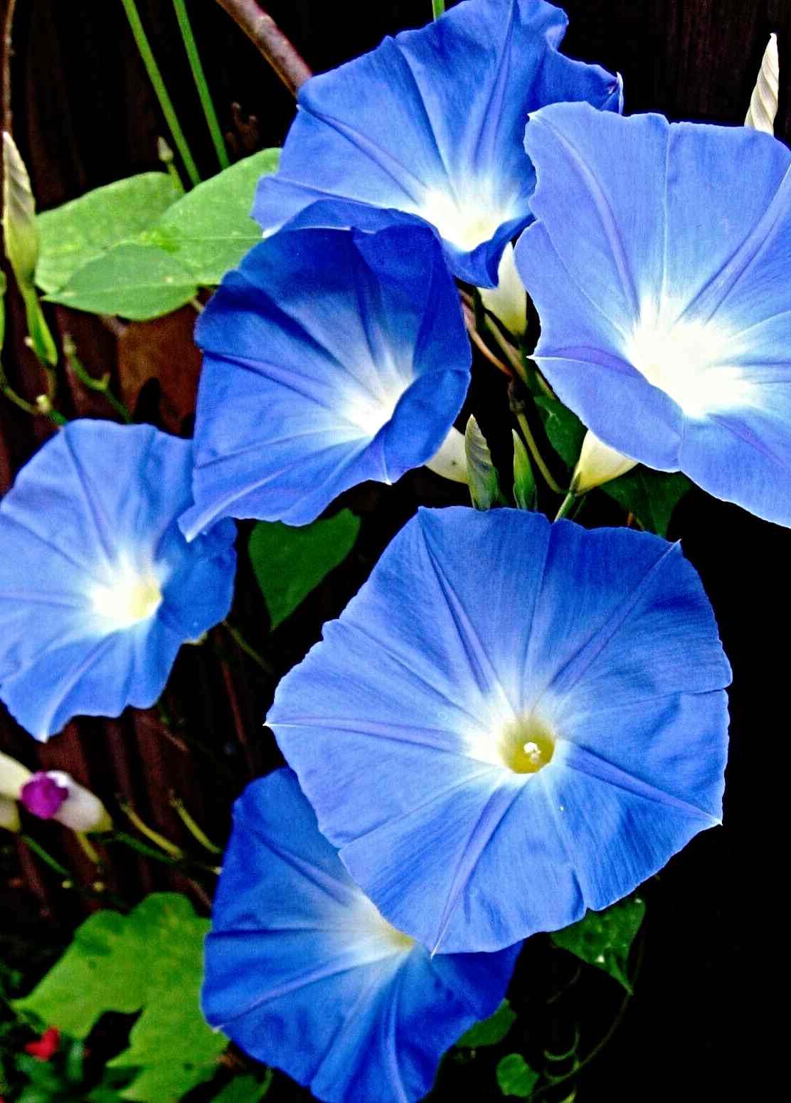 Prunkwinde "Heavenly Blue" Samen, Ipomoea tricolor, Morning glory (5000 Samen)