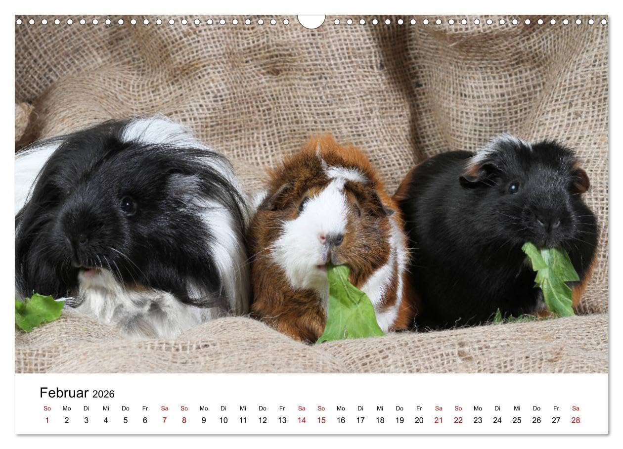 Unsere Meerschweinchen (Wandkalender 2026 DIN A3 quer), CALVENDO Monatskalender: Lustige Meerschweinchenfotos (CALVENDO Tiere)