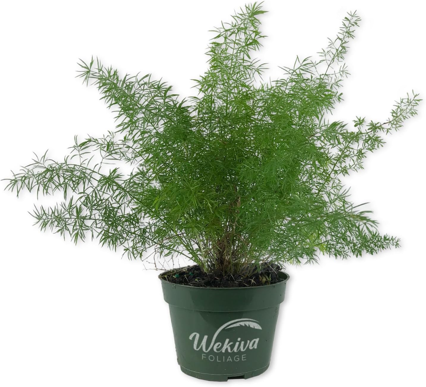 Fox Tail Fern Plant - Live Plant in a 4 Inch Pot - Asparagus Densiflorus - Beautiful Indoor Air Purifying Fern Easy Care