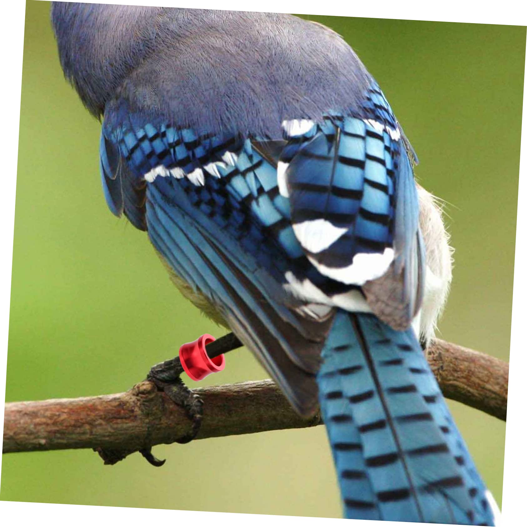 Angoily 100pièces Anneaux De Pied Colorés pour Pigeons Identification Facile des Oiseaux Accessoires pour Volaille Réutilisables Et Pratiques