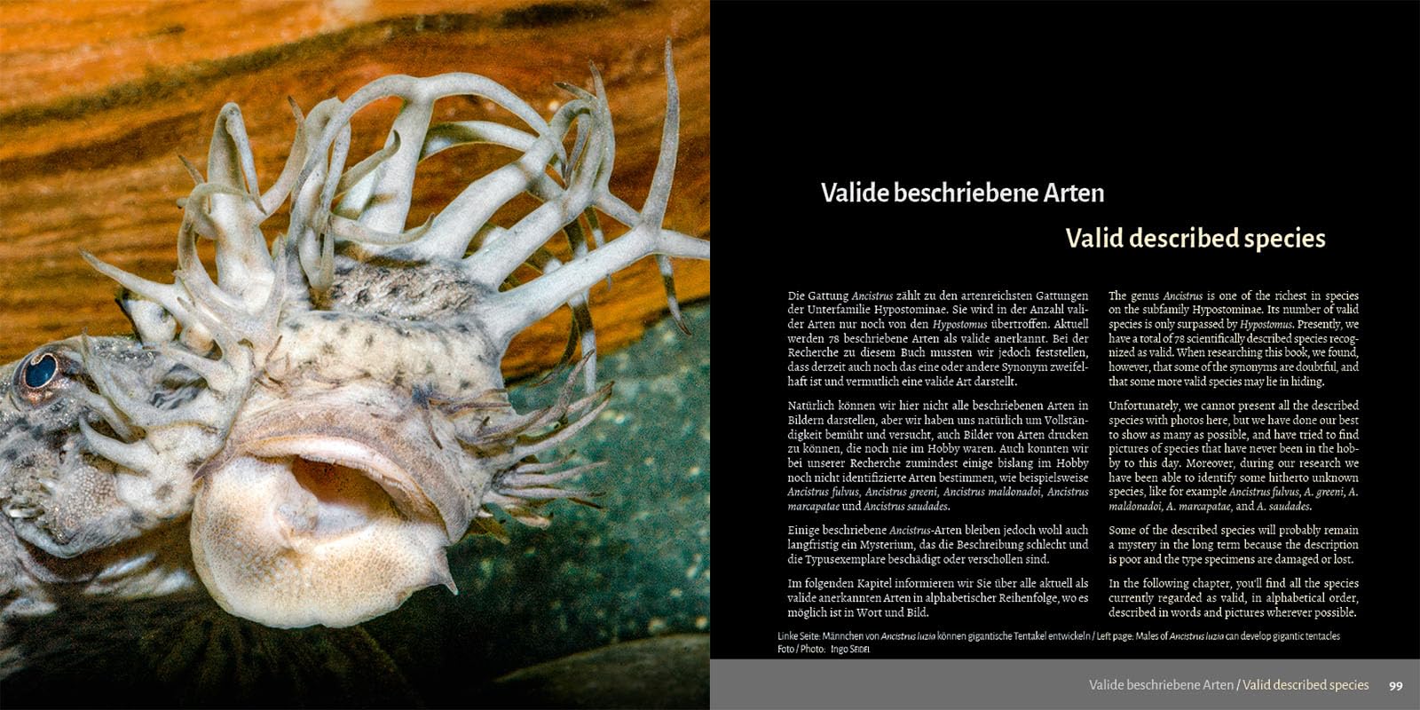 Antennenwelse: Die Harnischwelse der Gattung Ancistrus