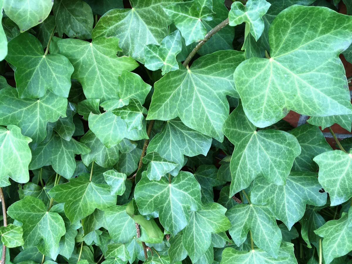 Hedera Helix (Ivy). air Purifying Plant which is Useful to Wildlife. in 9cm Pot