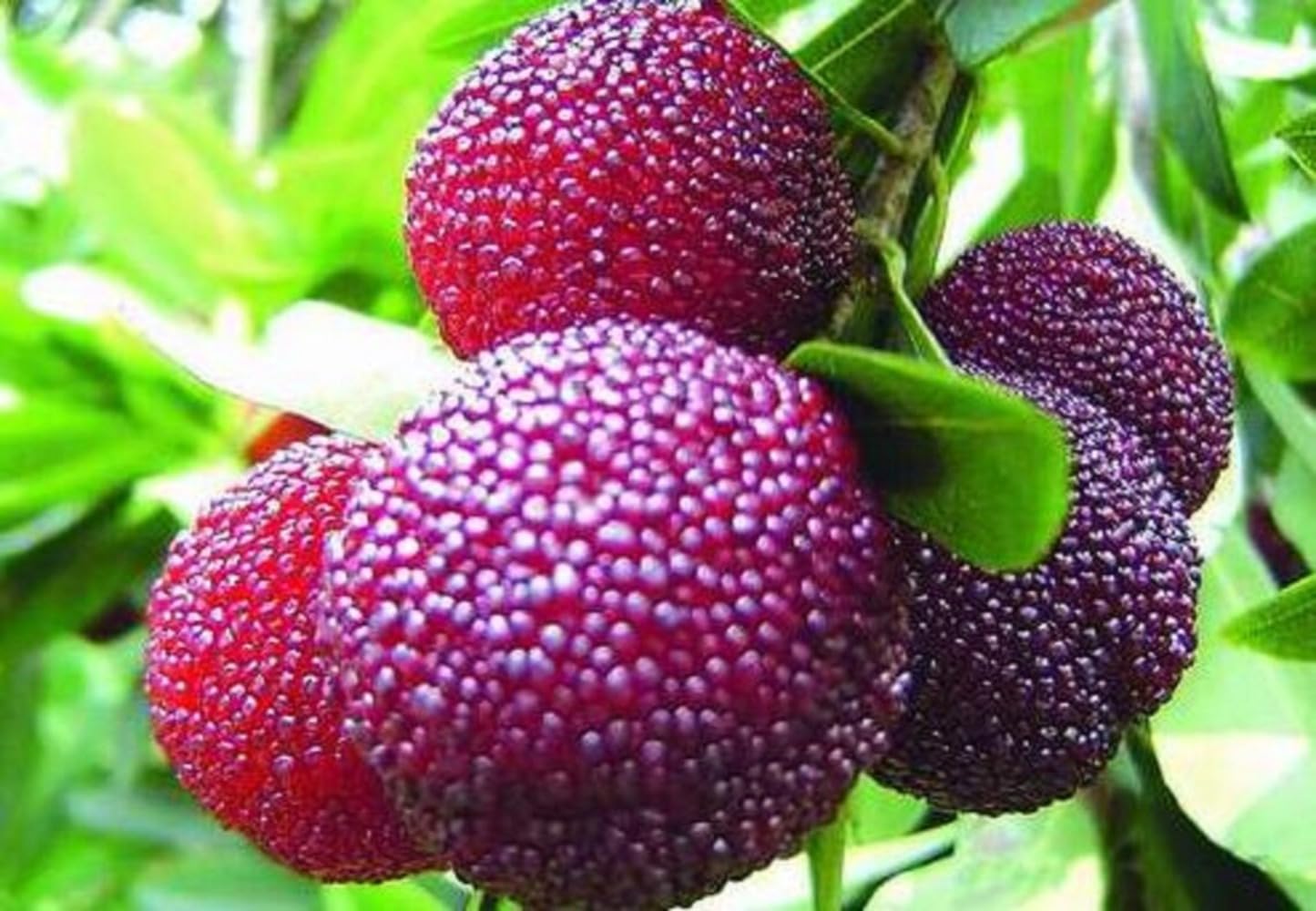 60+ Seeds- Myrica Rubra Chinese Bay-Berry Seeds - Morella Rubra Seeds For Planting (B0D5J47V6B) Amazon Price History, Amazon Price Tracker