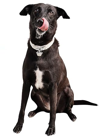 D'chica Paws Faux Pearl Collar Jewellery for Dog & Cats -1 Pcs Adjustable, Soft/Comfy for Pets to wear, Easy for use for Parents