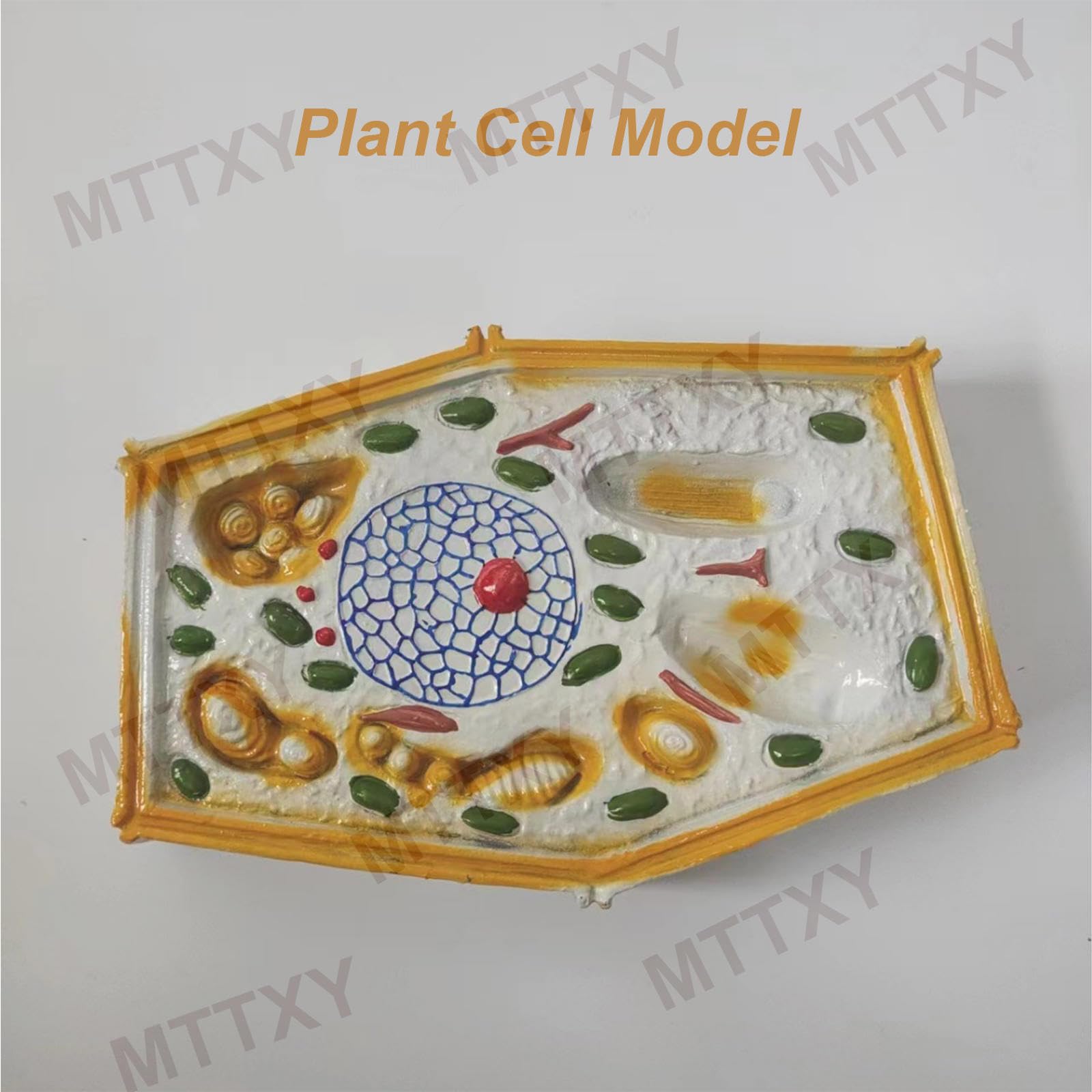 Modello anatomico della cellula vegetale, esemplari microscopici, struttura cellulare vegetale; materiale didattico biologia in scala ampliata per l'educazione secondaria