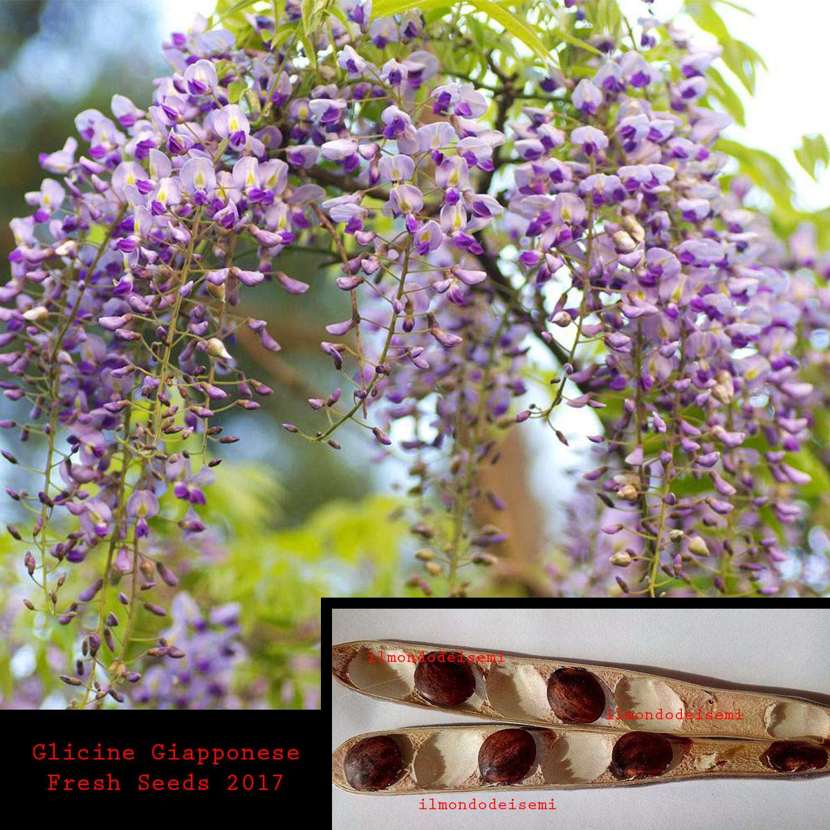 Glicine Wisteria Floribunda In Varietà Rampicante H Cm 200/250 | OBI - Foto 4