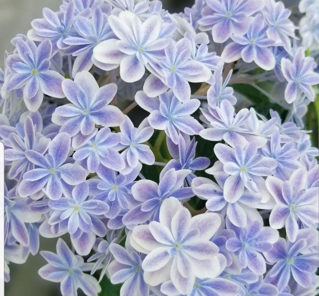 Amazon.co.jp: 1苗 紫陽花 苗 : ホビー