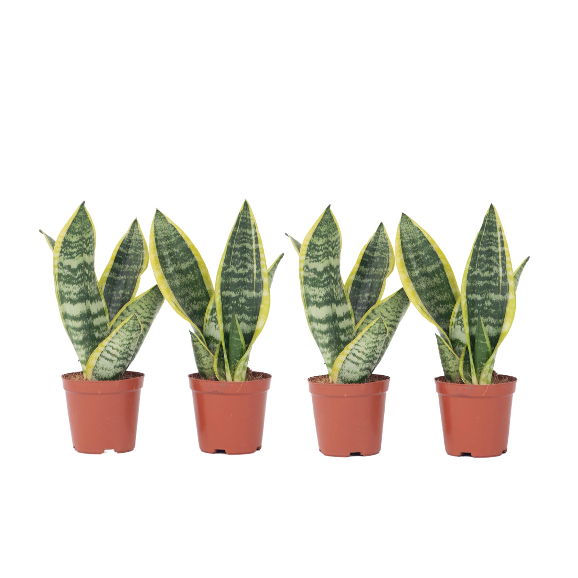Plant in a Box - Sansevieria trifasciata 'Futura Superba' - Set di 4 - Lingua di suocera - Vaso 12cm - Altezza 35-40cm