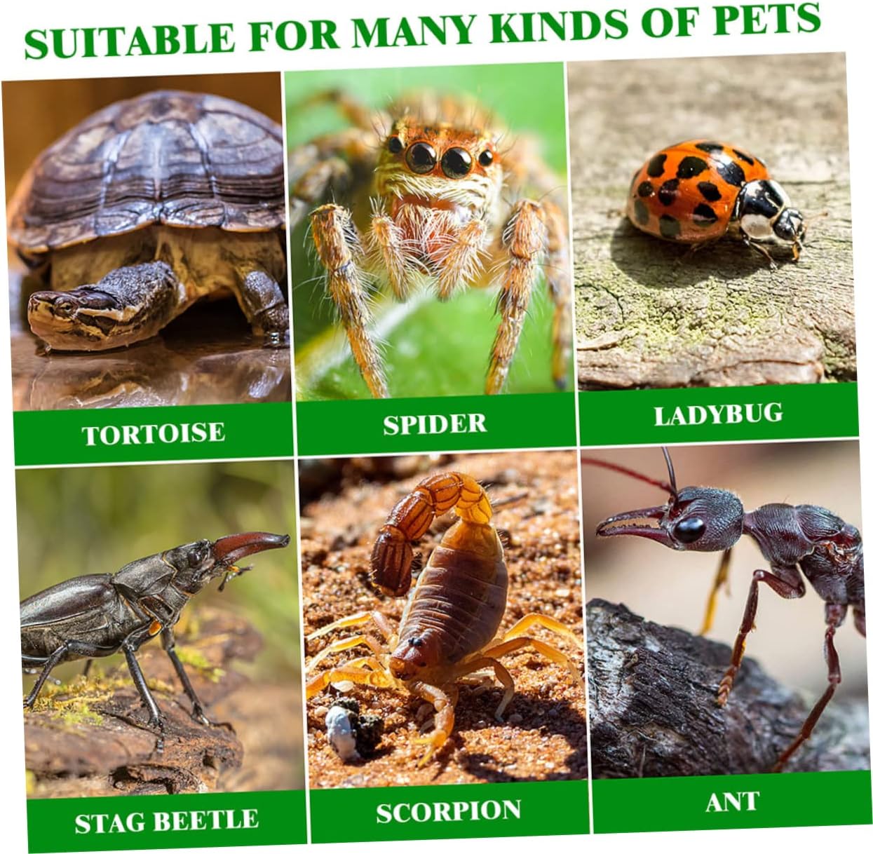 Practical Reptile Habitat Box Enclosure for Tarantulas Lizards and Small Animals Easy Observation No Assembly Required