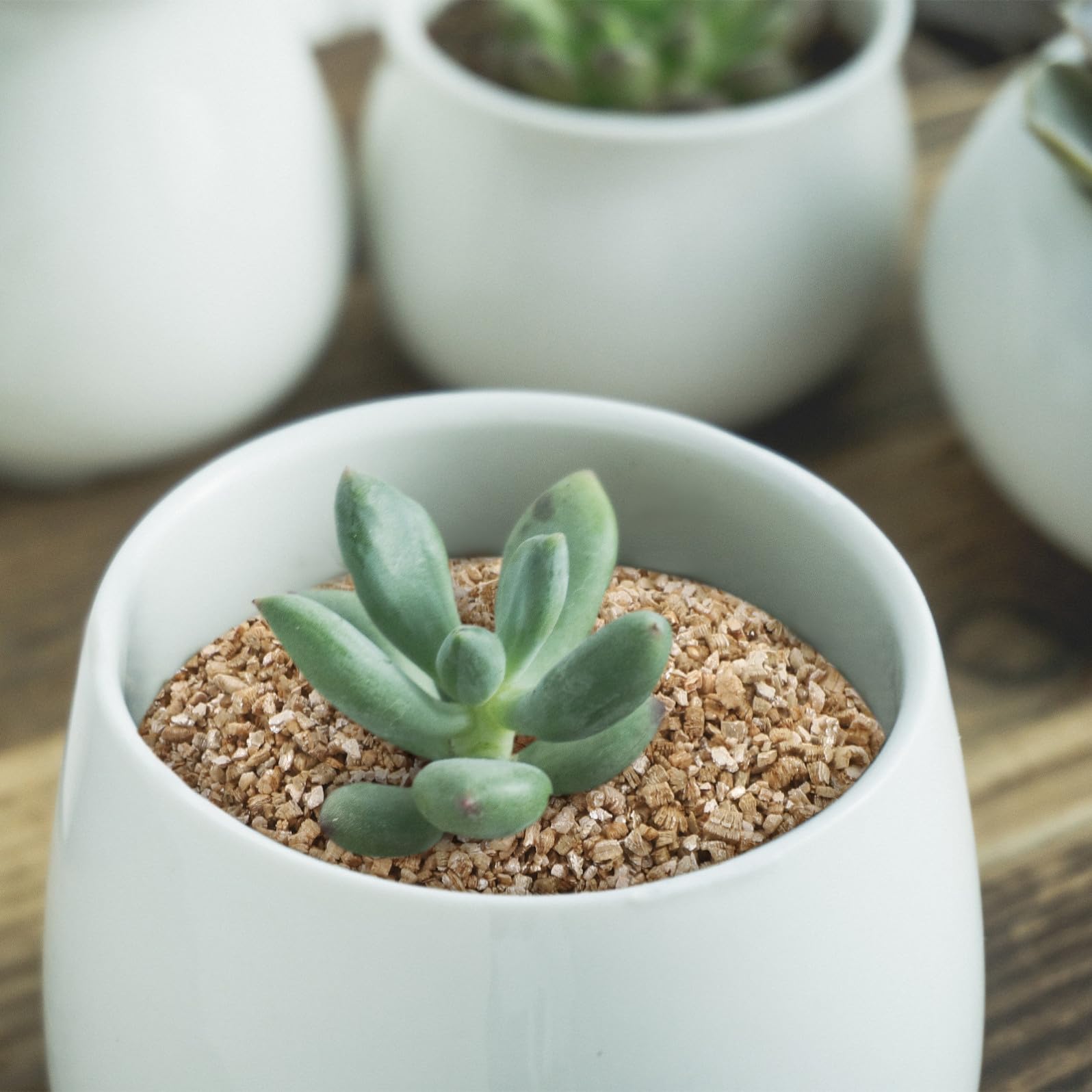 Homoyoyo Vermiculite Orticola 3l PH Neutro e Ritenzione Idrica per Piante da Interno e Animali da Terrario in Giardino Domestico