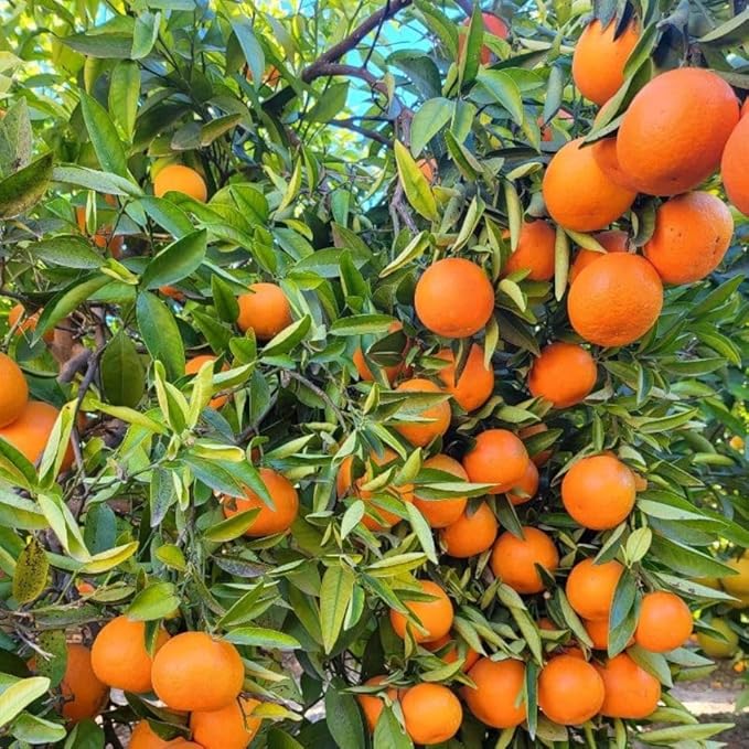 Caja de 15 Kg de mandarinas de Valencia - Imagen 4