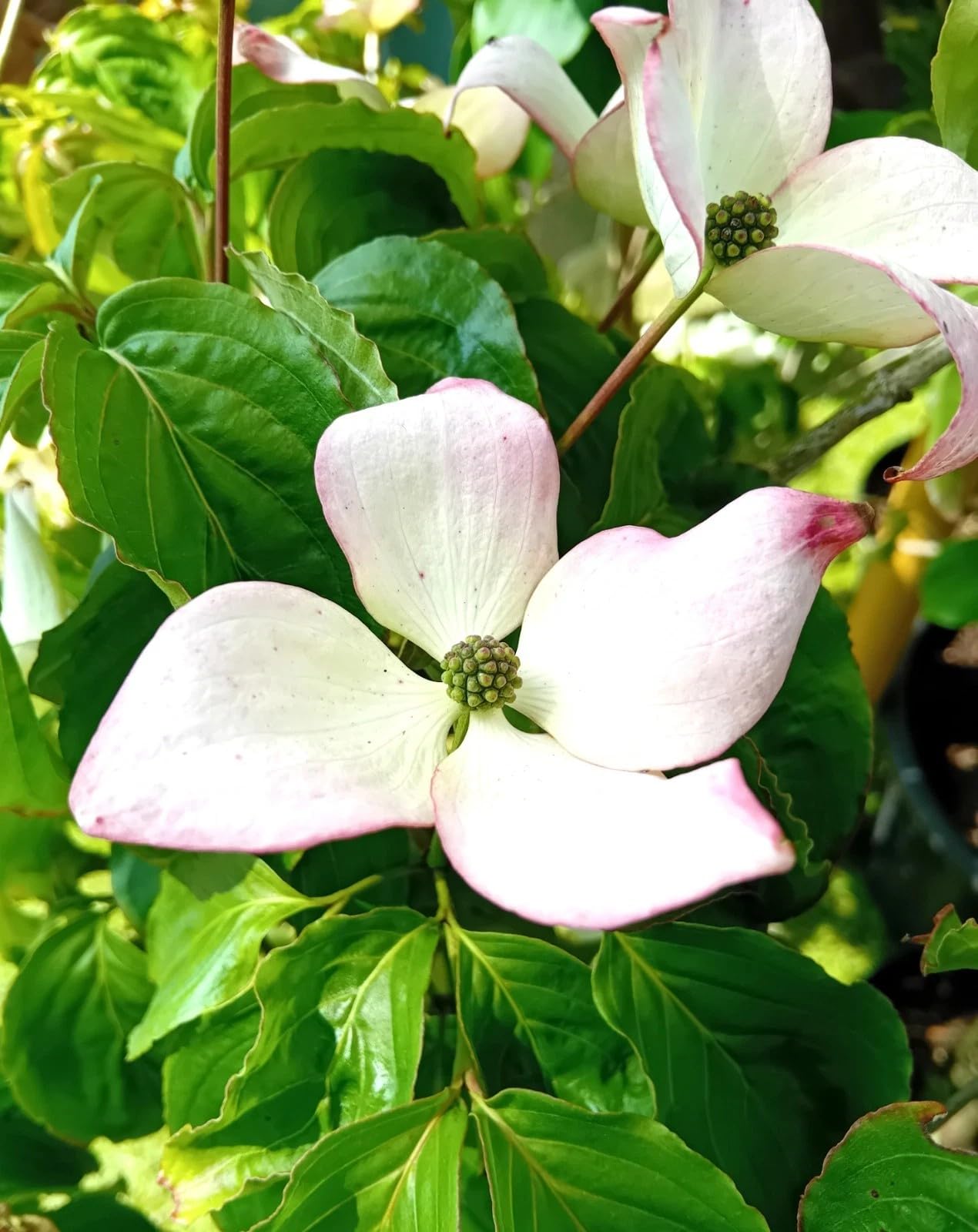 Blumen - Hartriegel Cornus Kousa Milky Way Zierstrauch 60-80 cm winterhart