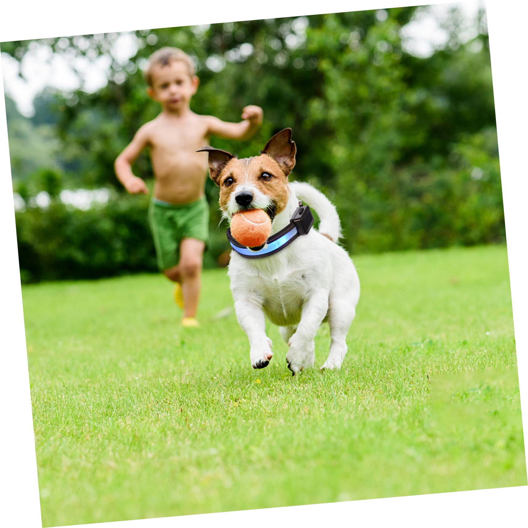 BESPORTBLE 3ensembles Collier Lumineux pour Chien LED USB Rechargeable Collier Clignotant pour Animaux De Compagnie pour Promenades Nocturnes Camping