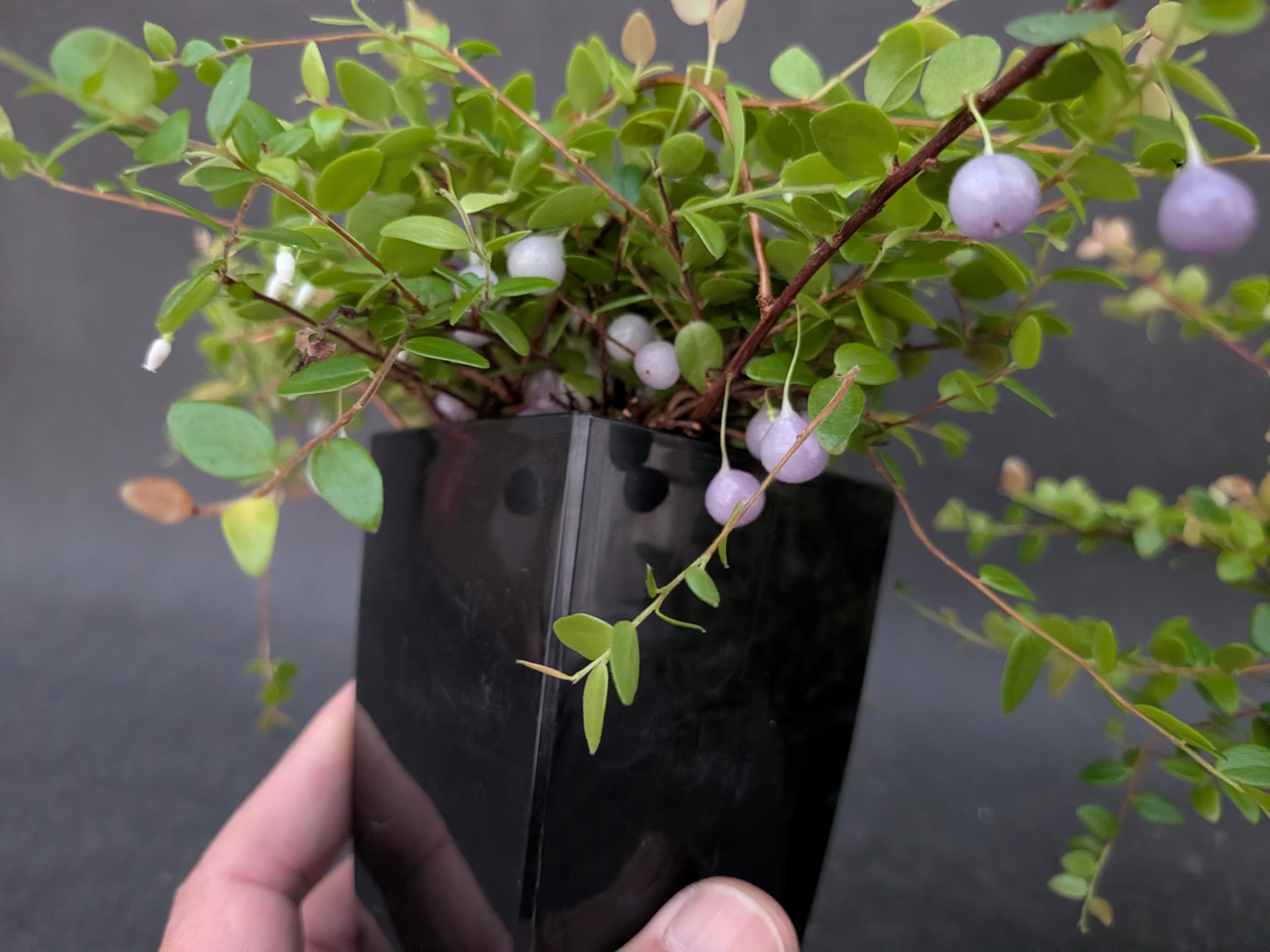 Amazon｜OZ-Plants 真珠コケモモ（シンジュコケモモ） 3号ロング 黒