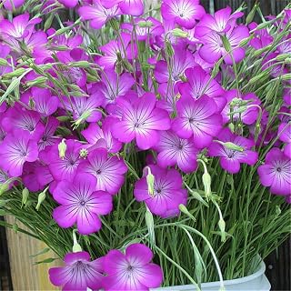 Corncockle Seeds 20pcs Agrostemma Githago Organic Wildflower Flower Fresh Plants Seeds for Planting Garden Yard Home